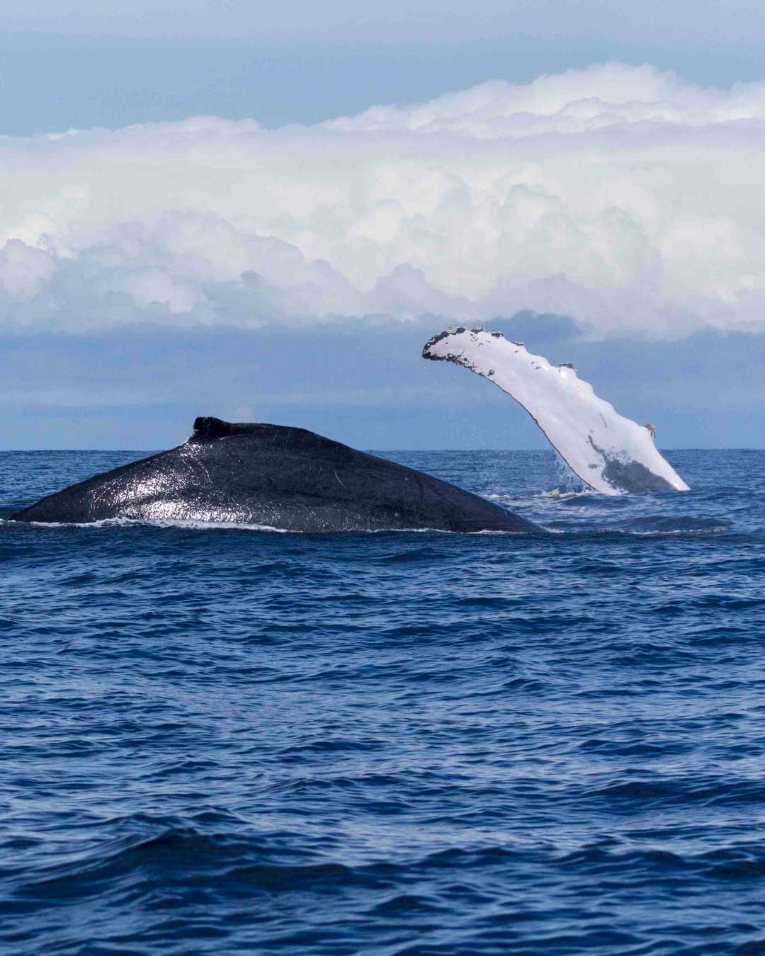 Tour avistamiento de ballenas en Bahía Solano