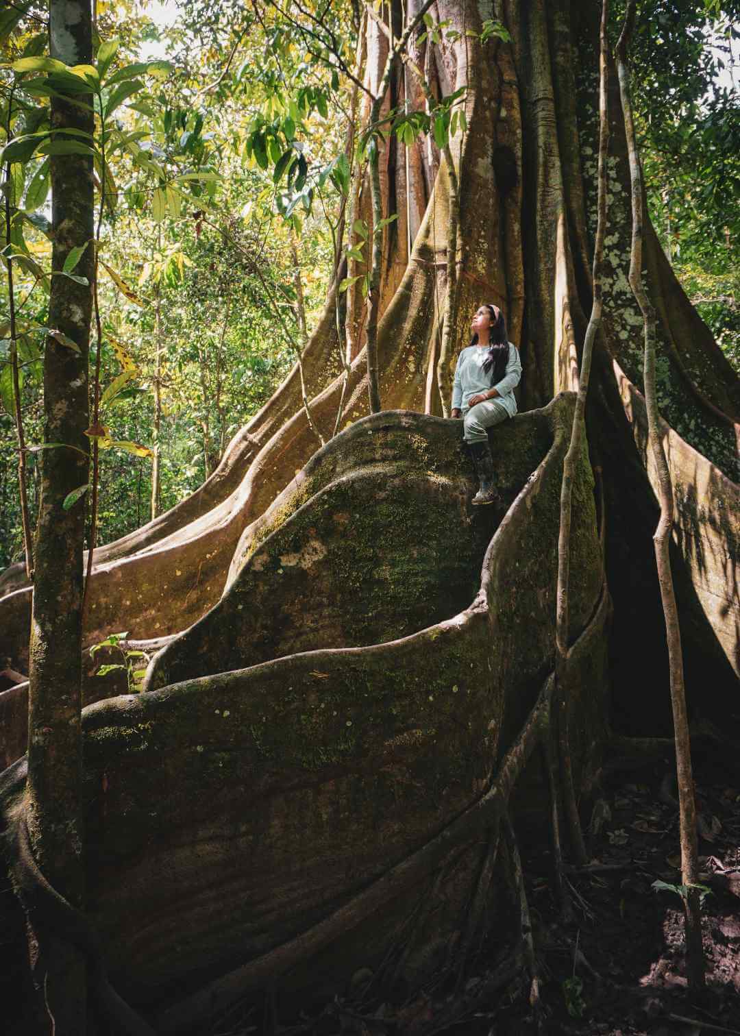 Árboles gigantes de la selva del Amazonas