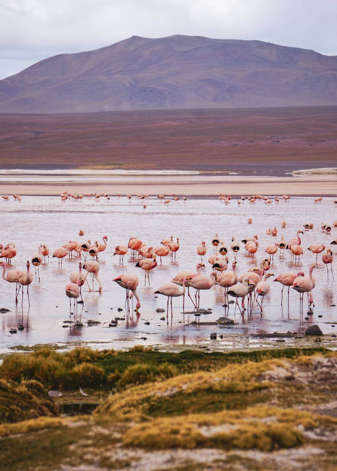 Flamencos rosados en la Laguna Colorada Bolivia